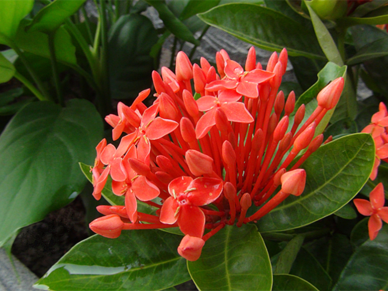 仙丹花怎么养?仙丹花叶子干枯掉叶怎么办及补救办法