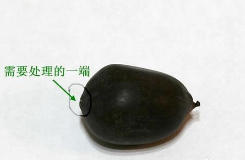 碗莲怎么种 碗莲种子的种植方法图解教程及养殖方法和注意事项