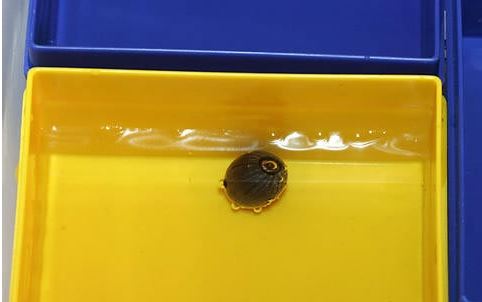 ������ô�� �������ӵ���ֲ����ͼ��̳̼���ֳ������ע������