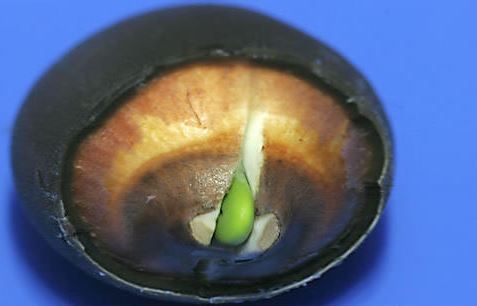 ������ô�� �������ӵ���ֲ����ͼ��̳̼���ֳ������ע������