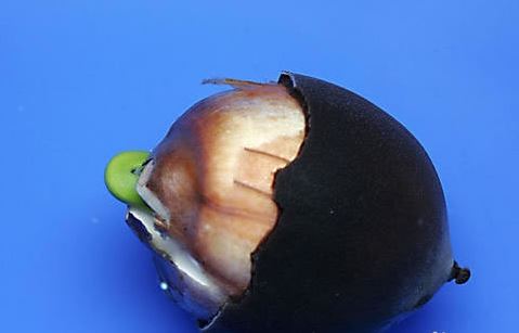 ������ô�� �������ӵ���ֲ����ͼ��̳̼���ֳ������ע������