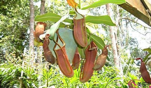 猪笼草叶子发黄怎么办解决方法 猪笼草为什么叶子打卷卷起原因