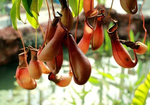 猪笼草叶子发黄怎么办解决方法 猪笼草为什么叶子打卷卷起原因