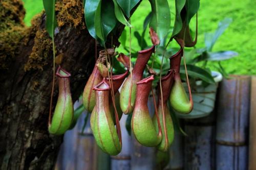 猪笼草叶子发黄怎么办解决方法 猪笼草为什么叶子打卷卷起原因