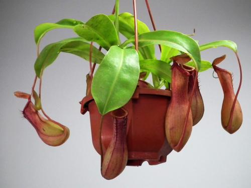 猪笼草叶子发黄怎么办解决方法 猪笼草为什么叶子打卷卷起原因