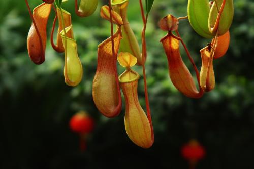 猪笼草叶子发黄怎么办解决方法 猪笼草为什么叶子打卷卷起原因