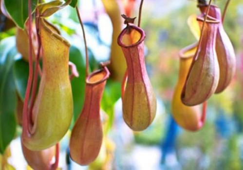 猪笼草叶子发黄怎么办解决方法 猪笼草为什么叶子打卷卷起原因