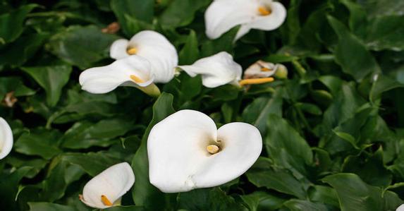 马蹄莲为什么不开花原因怎么办 马蹄莲什么时候开花一年开几次花