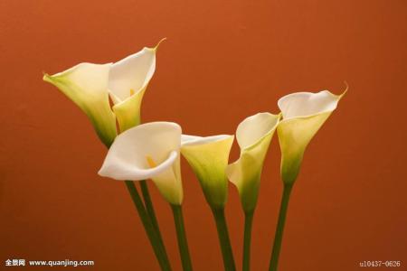 马蹄莲为什么不开花原因怎么办 马蹄莲什么时候开花一年开几次花