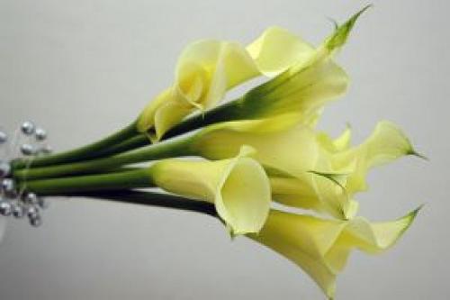 马蹄莲为什么不开花原因怎么办 马蹄莲什么时候开花一年开几次花