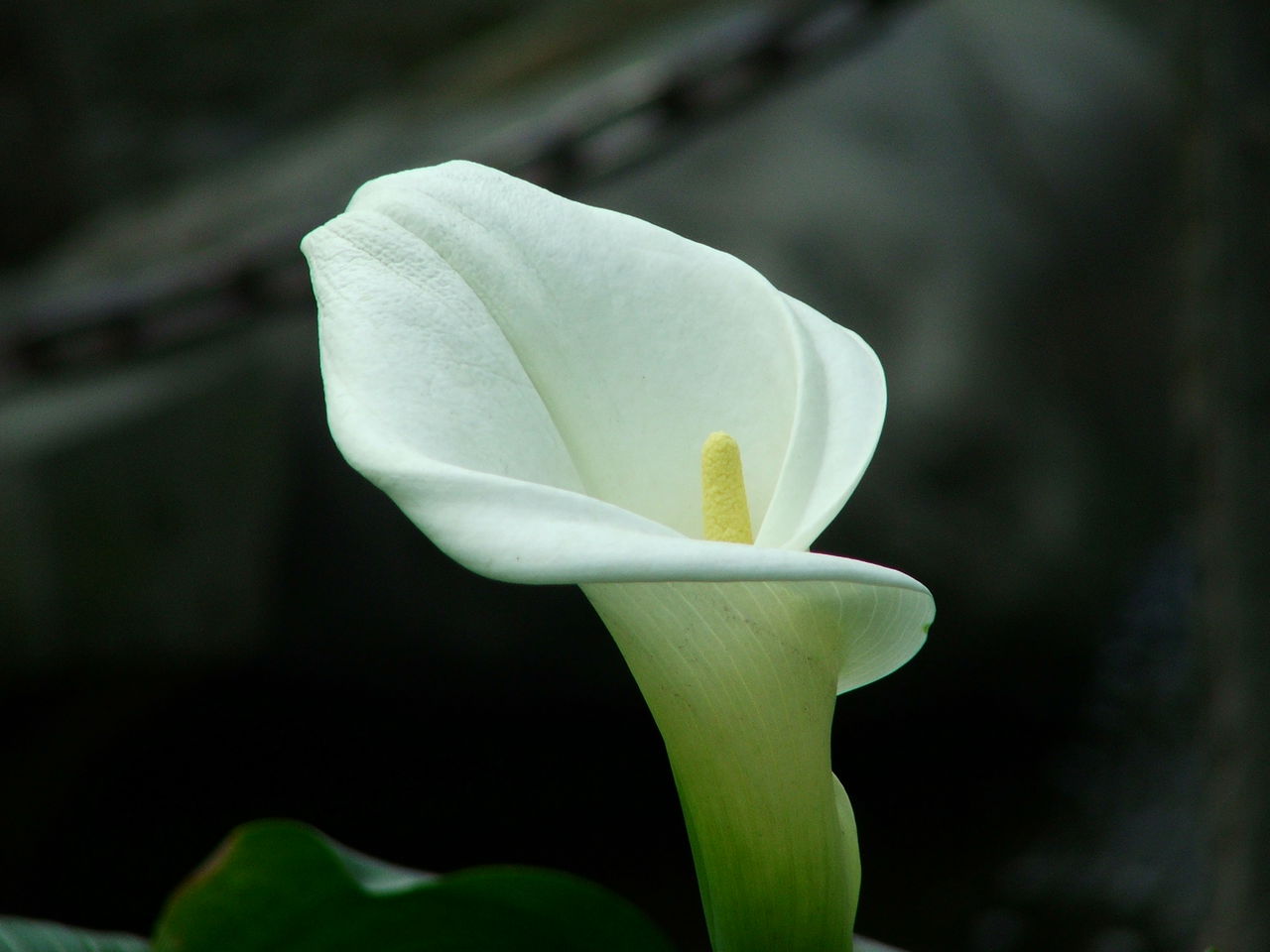 马蹄莲叶子打卷发黄原因怎么办 马蹄莲叶子下垂怎么办处理方法