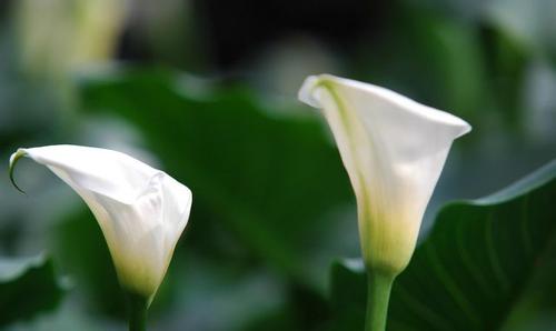 马蹄莲叶子打卷发黄原因怎么办 马蹄莲叶子下垂怎么办处理方法