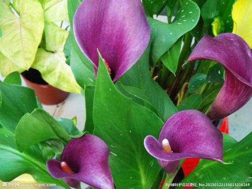 马蹄莲叶子打卷发黄原因怎么办 马蹄莲叶子下垂怎么办处理方法