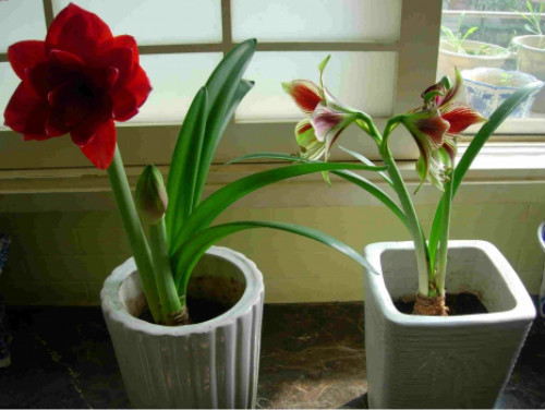 �춥��ʲôʱ�򿪻�  �춥�첻����ʲôԭ��Ӧ����ô��������