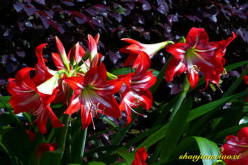 �춥��ʲôʱ�򿪻�  �춥�첻����ʲôԭ��Ӧ����ô��������