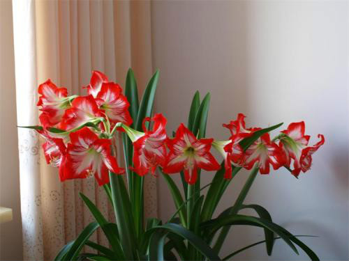 �춥��ʲôʱ�򿪻�  �춥�첻����ʲôԭ��Ӧ����ô��������