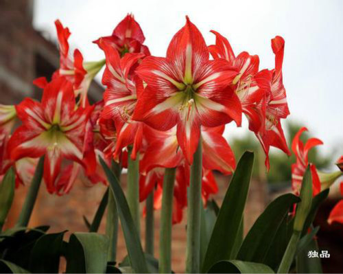 �춥��ʲôʱ�򿪻�  �춥�첻����ʲôԭ��Ӧ����ô��������