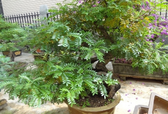 清香木叶子发黄下垂怎么办 清香木掉叶子原因及解决方法