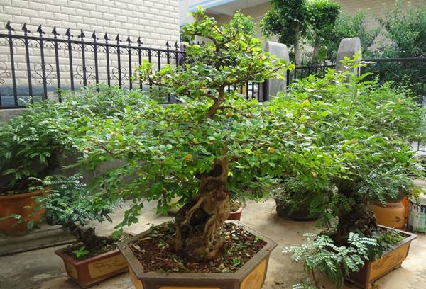 清香木叶子发黄下垂怎么办 清香木掉叶子原因及解决方法