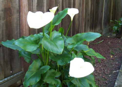 ������ʲôʱ�򿪻� ������Ϊʲô������ԭ�򼰽���취����