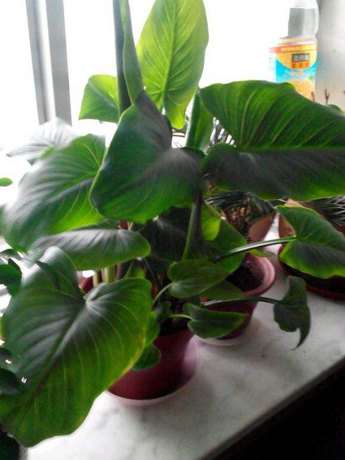 ������ʲôʱ�򿪻� ������Ϊʲô������ԭ�򼰽���취����