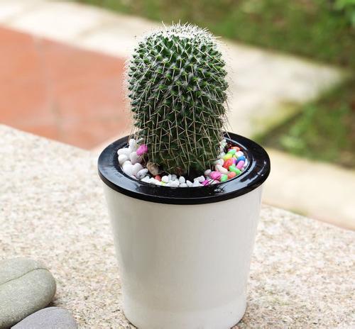 仙人球如何养用什么土养好 仙人球的养殖方法和注意事项都有哪些