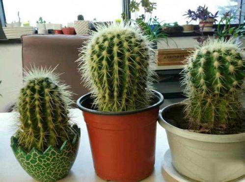 仙人球如何养用什么土养好 仙人球的养殖方法和注意事项都有哪些