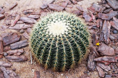 仙人球如何养用什么土养好 仙人球的养殖方法和注意事项都有哪些