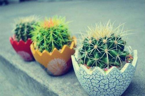 仙人球多久浇一次水浇哪儿浇透吗 仙人球如何浇水方法及注意事项