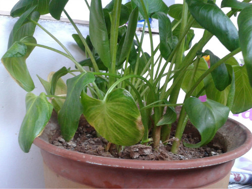 马蹄莲叶子发黄怎么办 马蹄莲叶子黄了什么原因解决办法介绍