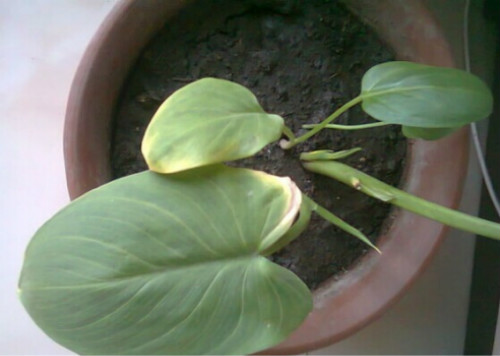 马蹄莲叶子发黄怎么办 马蹄莲叶子黄了什么原因解决办法介绍