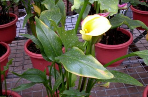 马蹄莲叶子发黄怎么办 马蹄莲叶子黄了什么原因解决办法介绍