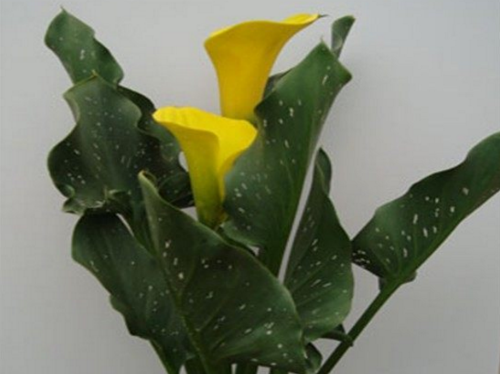 马蹄莲叶子发黄怎么办 马蹄莲叶子黄了什么原因解决办法介绍