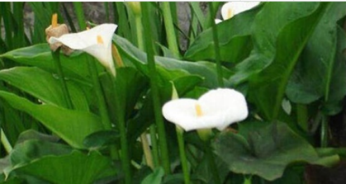 马蹄莲叶子发黄怎么办 马蹄莲叶子黄了什么原因解决办法介绍