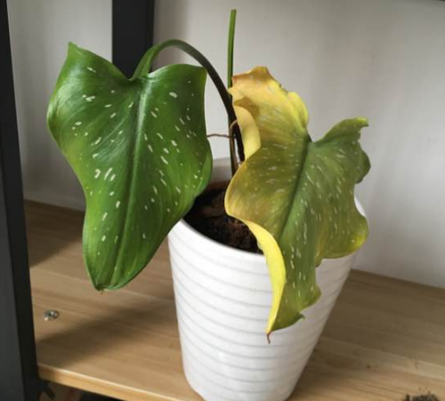 马蹄莲叶子发黄怎么办 马蹄莲叶子黄了什么原因解决办法介绍