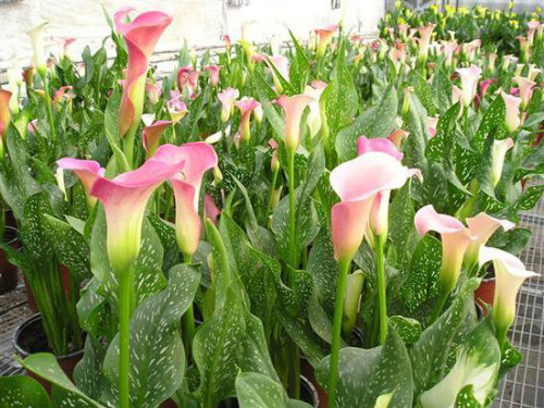 马蹄莲叶子发黄怎么办 马蹄莲叶子黄了什么原因解决办法介绍