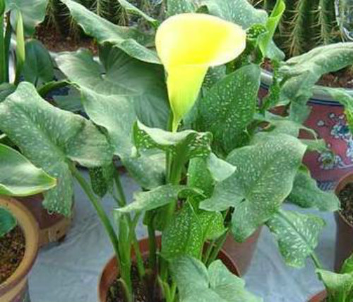 马蹄莲叶子发黄怎么办 马蹄莲叶子黄了什么原因解决办法介绍