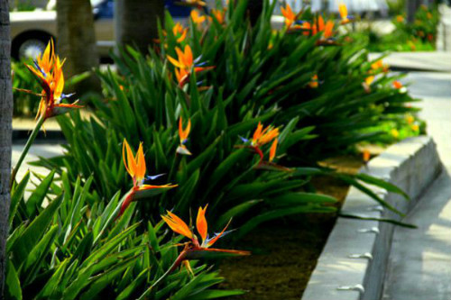 鹤望兰什么时候开花 鹤望兰为什么不开花原因如何快速开花