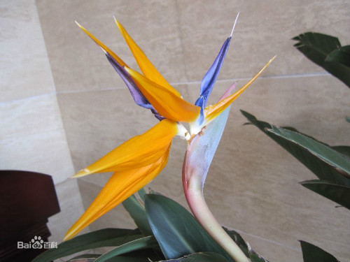 鹤望兰什么时候开花 鹤望兰为什么不开花原因如何快速开花