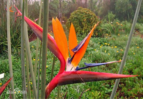 鹤望兰什么时候开花 鹤望兰为什么不开花原因如何快速开花