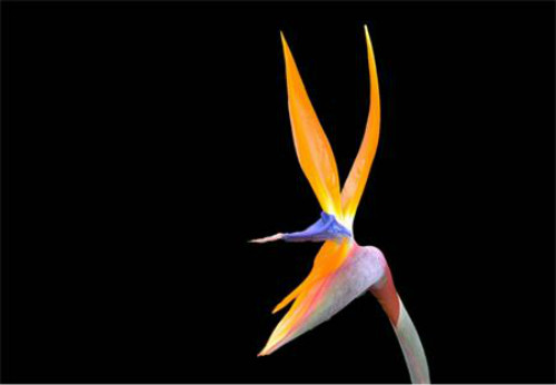 鹤望兰什么时候开花 鹤望兰为什么不开花原因如何快速开花