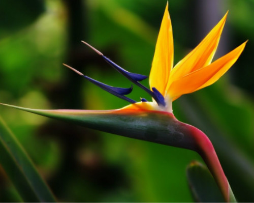 鹤望兰什么时候开花 鹤望兰为什么不开花原因如何快速开花