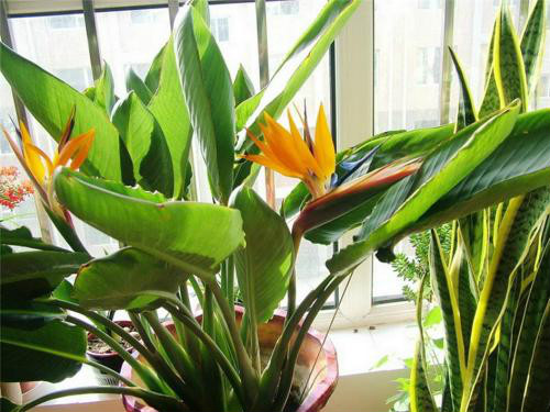 鹤望兰什么时候开花 鹤望兰为什么不开花原因如何快速开花