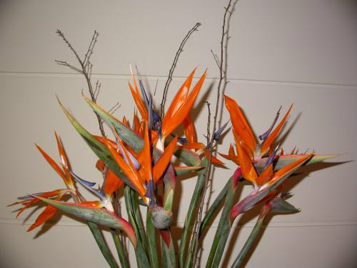 鹤望兰什么时候开花 鹤望兰为什么不开花原因如何快速开花