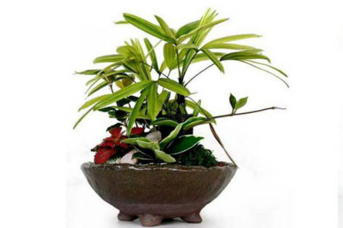 棕竹叶子发黄怎么办 棕竹叶子尖枯萎图片什么原因及解决办法