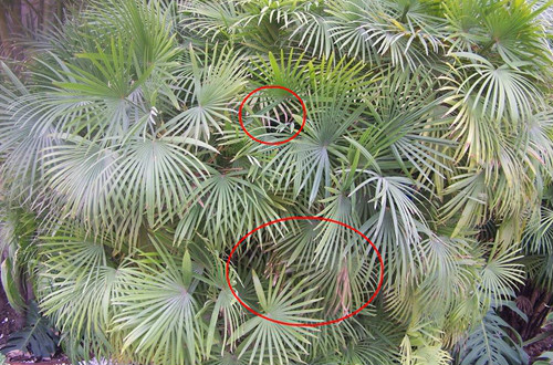 棕竹叶子发黄怎么办 棕竹叶子尖枯萎图片什么原因及解决办法