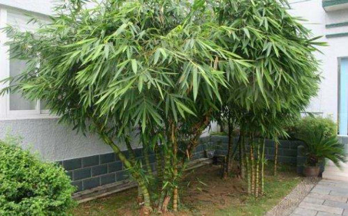 棕竹叶子发黄怎么办 棕竹叶子尖枯萎图片什么原因及解决办法