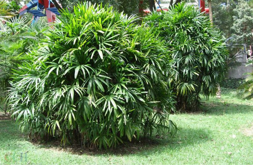 棕竹叶子发黄怎么办 棕竹叶子尖枯萎图片什么原因及解决办法