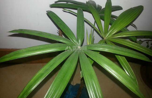 ������ô���ų��ú� �������ֳ������ע����������Щ