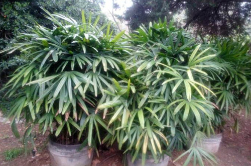 ������ô���ų��ú� �������ֳ������ע����������Щ